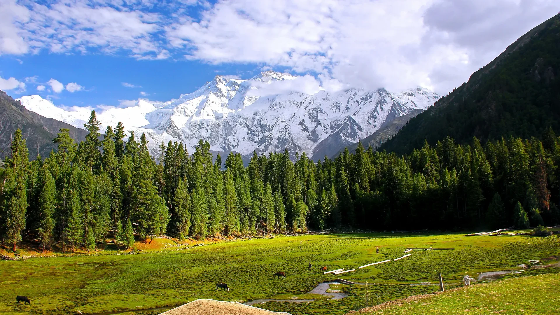 Nanga Parbat rising above the pine forest at Fairy Meadows