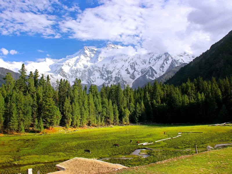 Nanga Parbat rising above the pine forest at Fairy Meadows