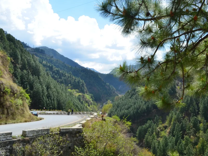 The forested road to Nathia Gali