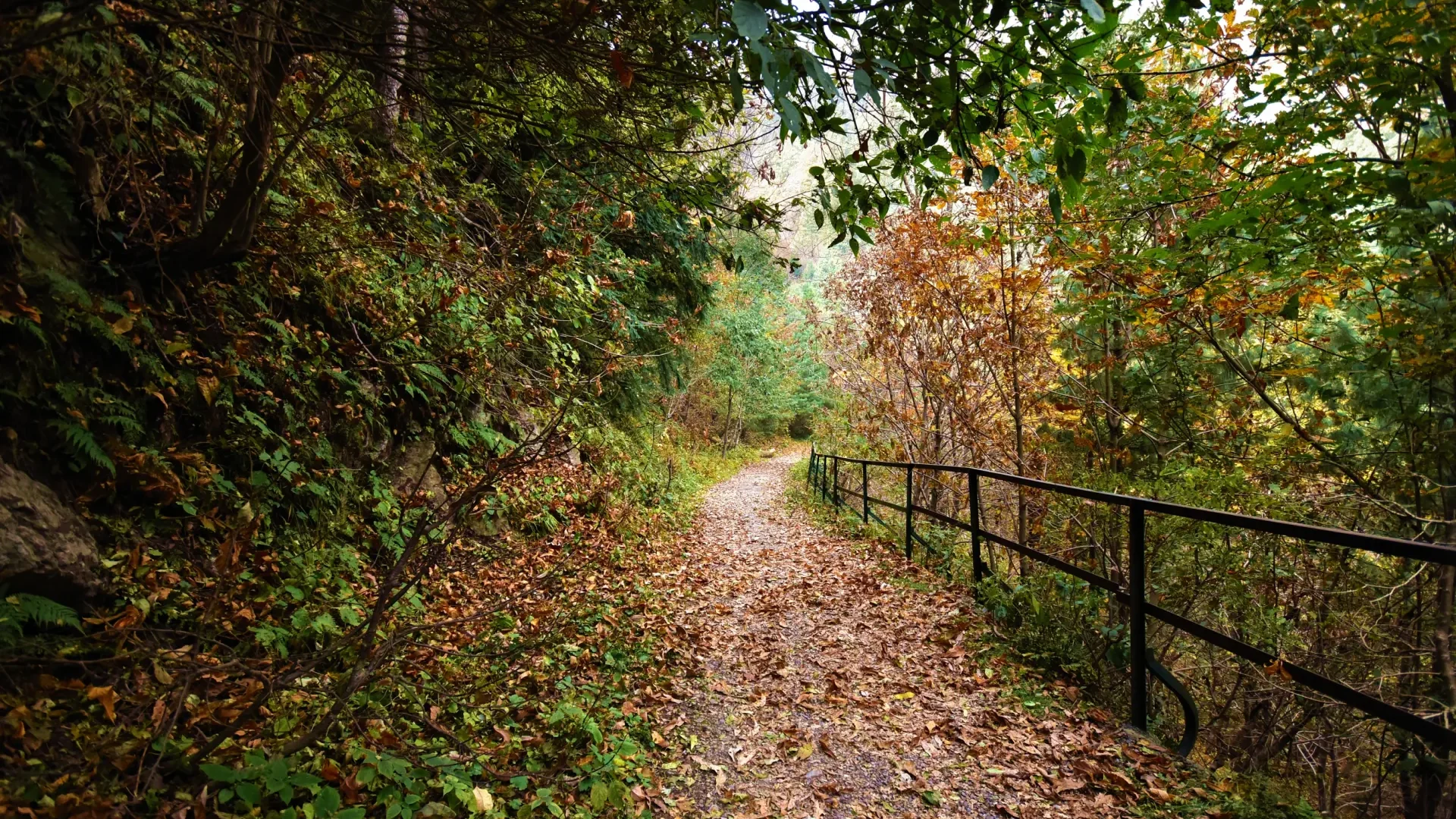 The Pipeline Track through forest in Ayubia National Park