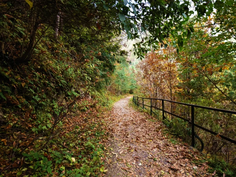 The Pipeline Track through forest in Ayubia National Park